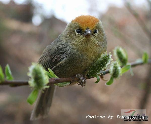 ��ͷ����