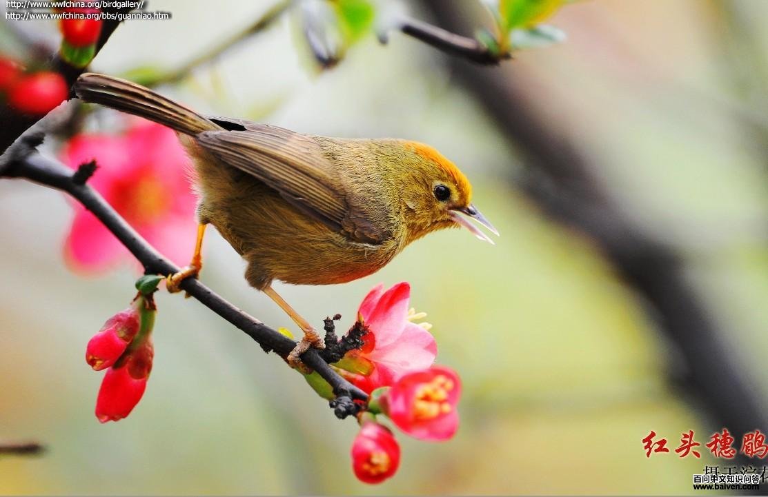 ��ͷ����