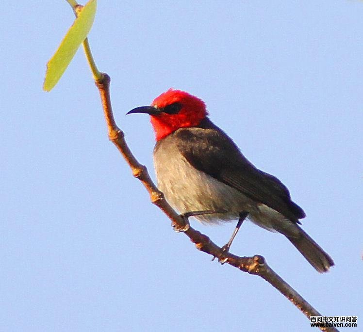 红头摄蜜鸟 红头摄蜜鸟的图片
