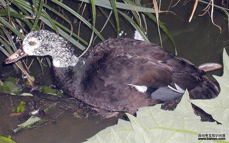 白翅栖鸭 白翅栖鸭的图片