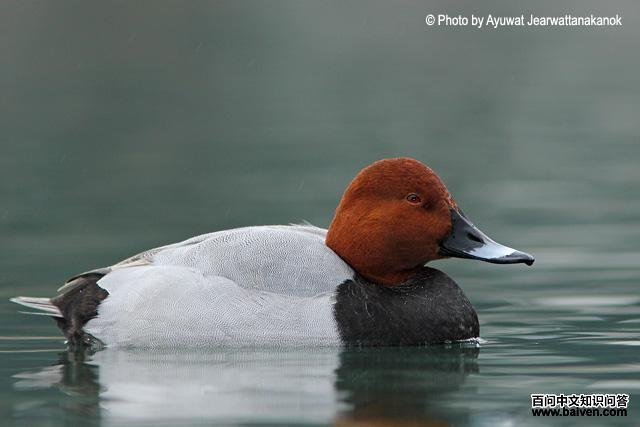 红头潜鸭 红头潜鸭的图片