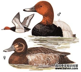 ��ͷǱѼ����̬����ͼ