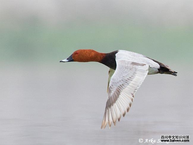 ��ͷǱѼ������ֳ�����ͼ