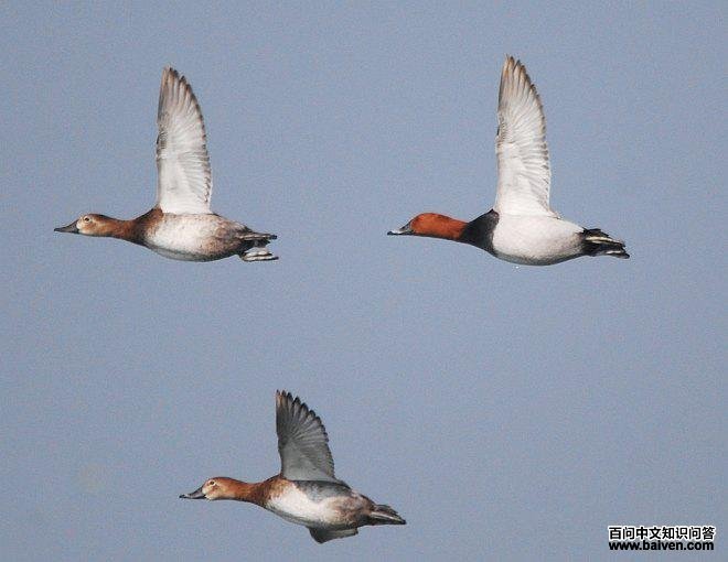 ��ͷǱѼ������ͼ