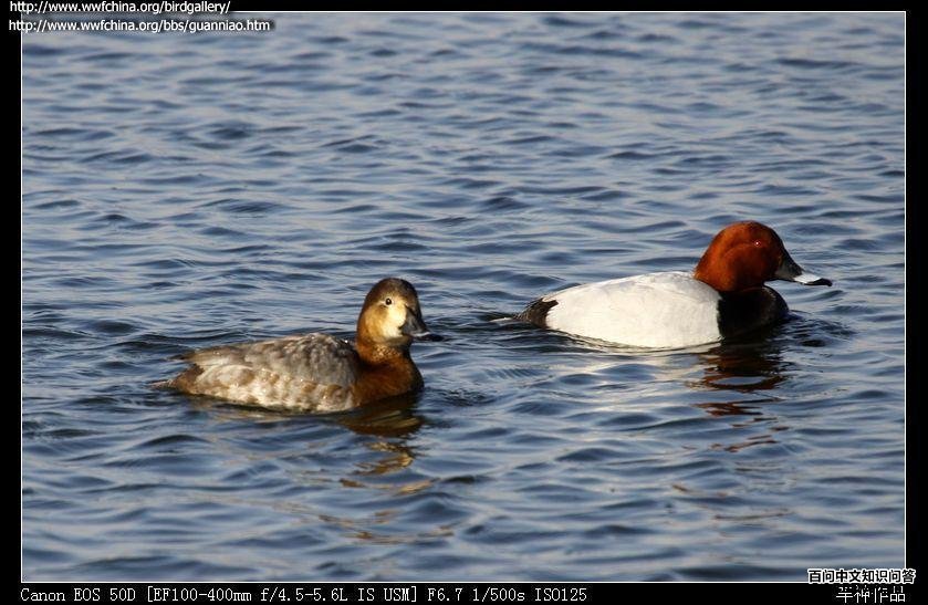 ��ͷǱѼһ��