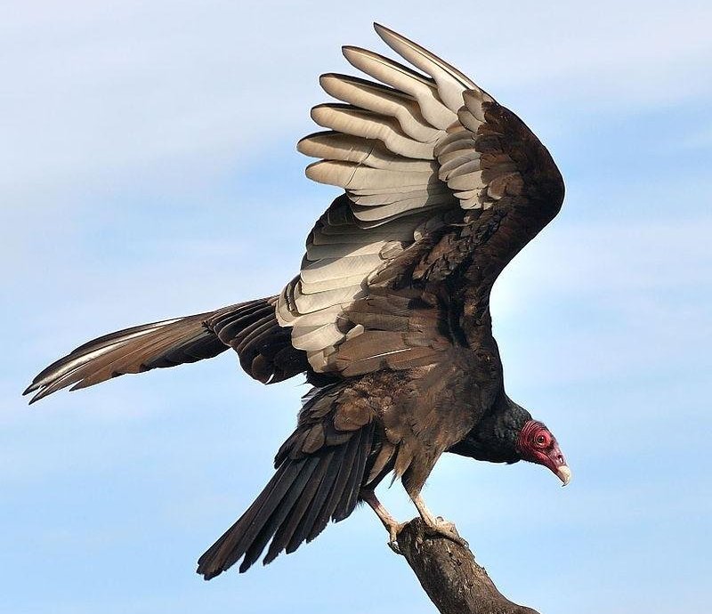 ��ͷ�����յ�ͼƬ