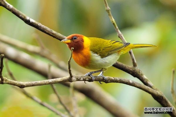 ��ͷ���ȸ��ͼƬ