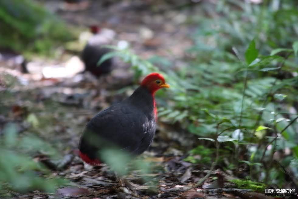 ��ͷ������ͼƬ