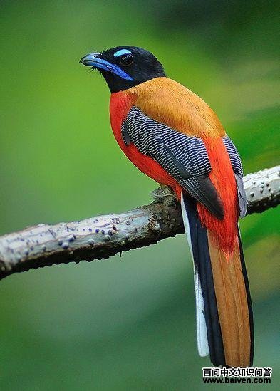 ����ҧ��