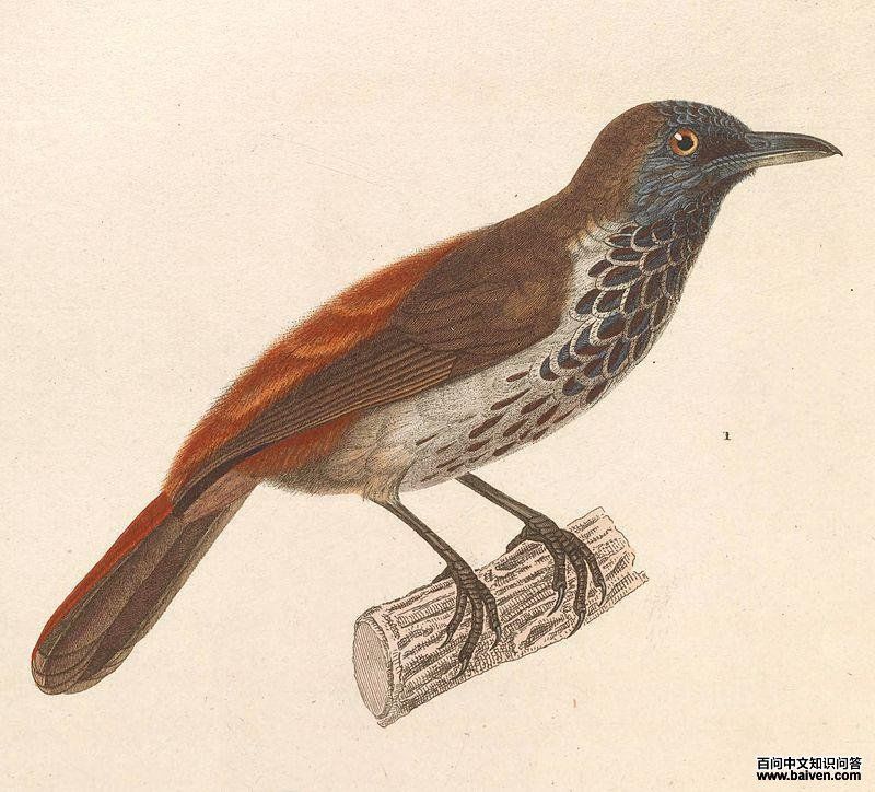 �������̵�ͼƬ