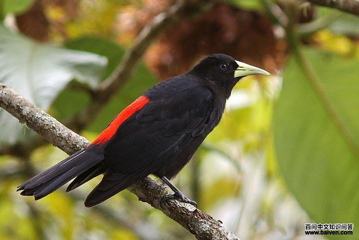 ����������ͼƬ