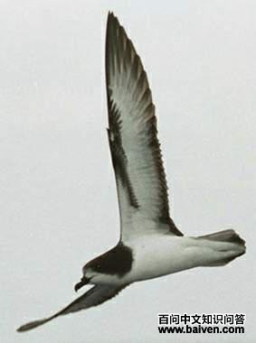 �׳�Բβ�׵�ͼƬ