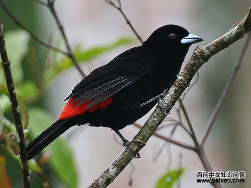 红腰厚嘴唐纳雀 红腰厚嘴唐纳雀的图片