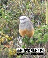 红腰丛霸鹟 红腰丛霸鹟的图片