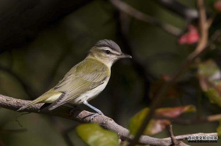 红眼莺雀 红眼莺雀的图片