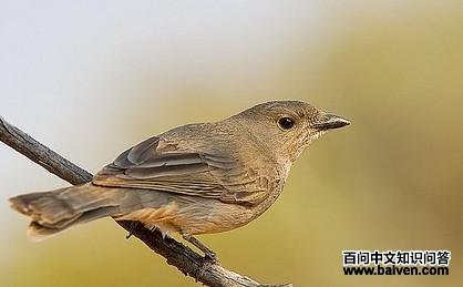 ������Х�l��ͼƬ