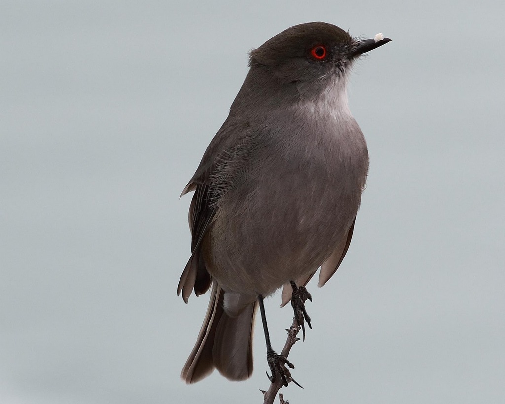 �����ɰ��l��ͼƬ