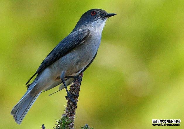 �����ɰ��l