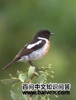 白翅蚁鵖 白翅蚁鵖的图片