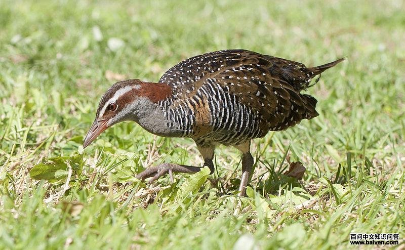 红眼斑秧鸡 红眼斑秧鸡的图片