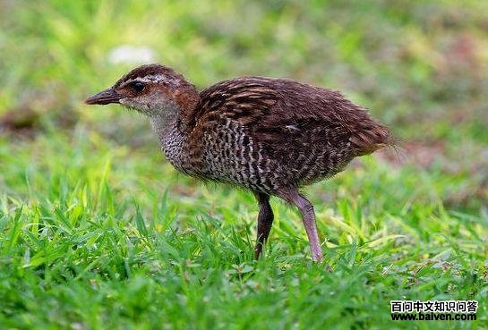 ���۰�����