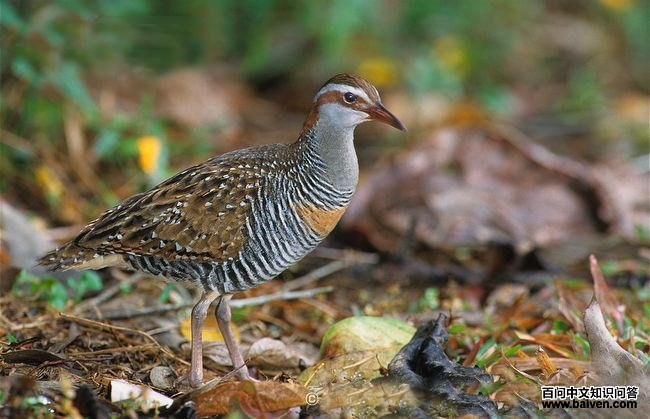 ���۰�����