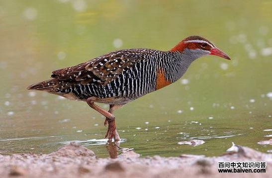 ���۰�����