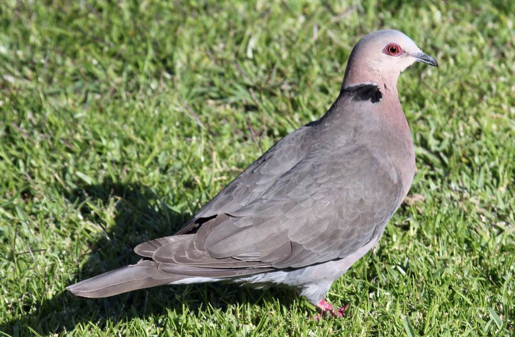 红眼斑鸠 红眼斑鸠的图片
