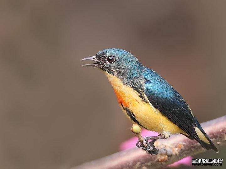 �����Ļ����ͼƬ