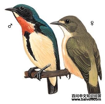 �����Ļ���