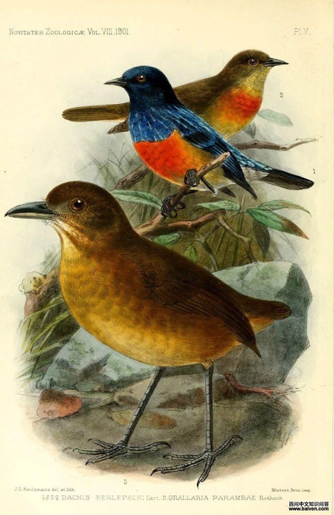 红胸锥嘴雀 红胸锥嘴雀的图片