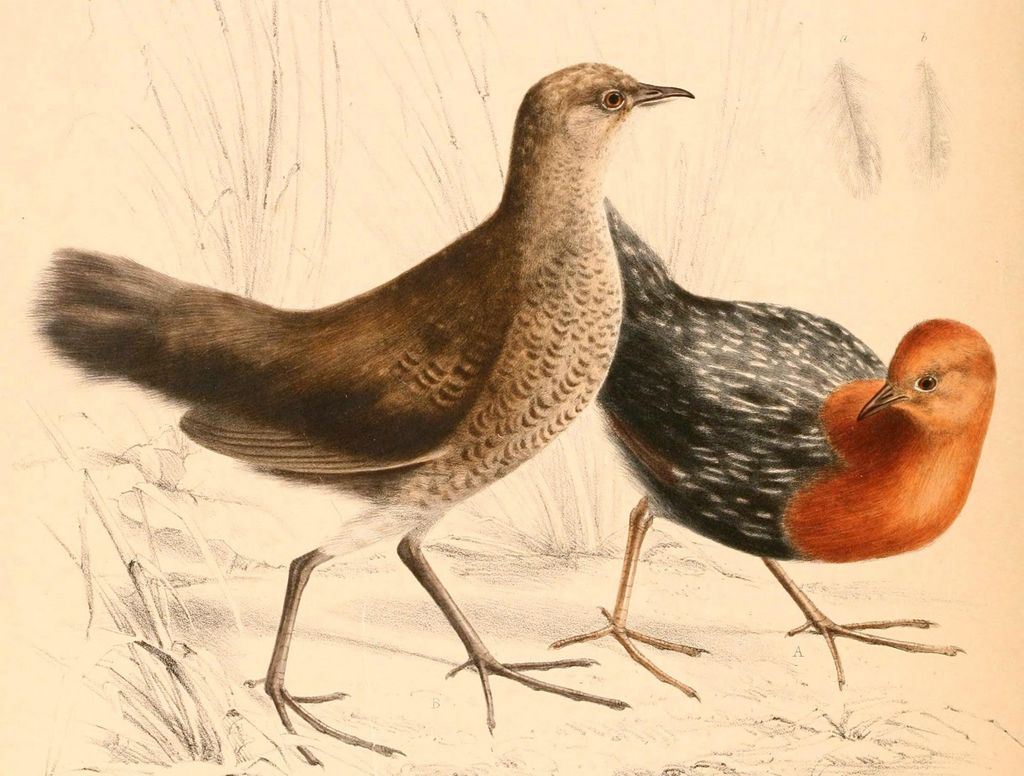 ����٪������ͼƬ