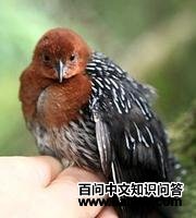 ����٪����