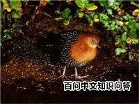 ����٪����