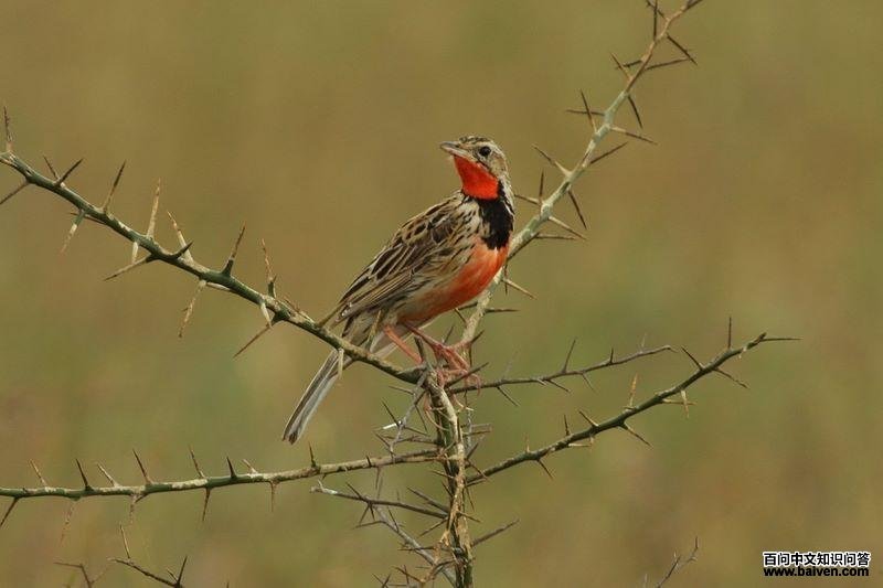 红胸长爪鹡鸰 红胸长爪鹡鸰的图片