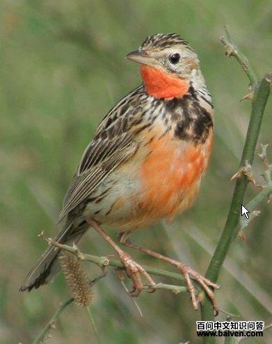 ���س�צ�n�_