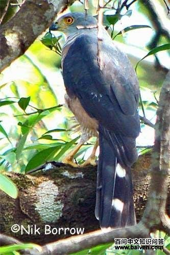 红胸鹰 红胸鹰的图片