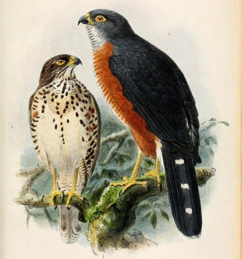 ����ӥ����̬����ͼ��1874��¶���˹����Ʒ��