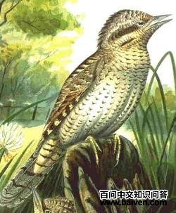 红胸蚁鴷 红胸蚁鴷的图片