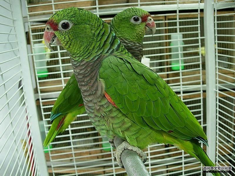 红胸亚马孙鹦哥 红胸亚马孙鹦哥的图片