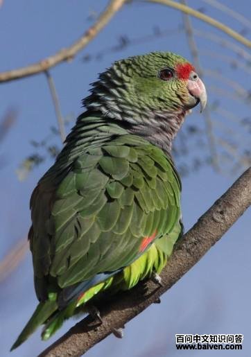 �����������и�