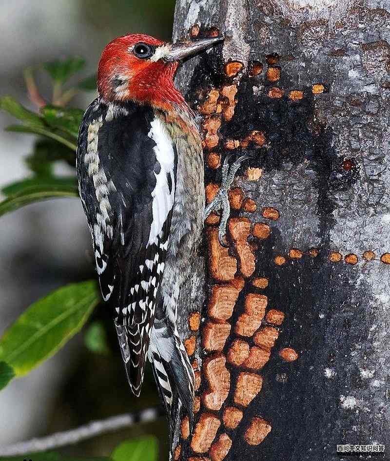 ������֭��ľ���ͼƬ