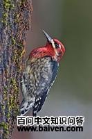 ������֭��ľ��