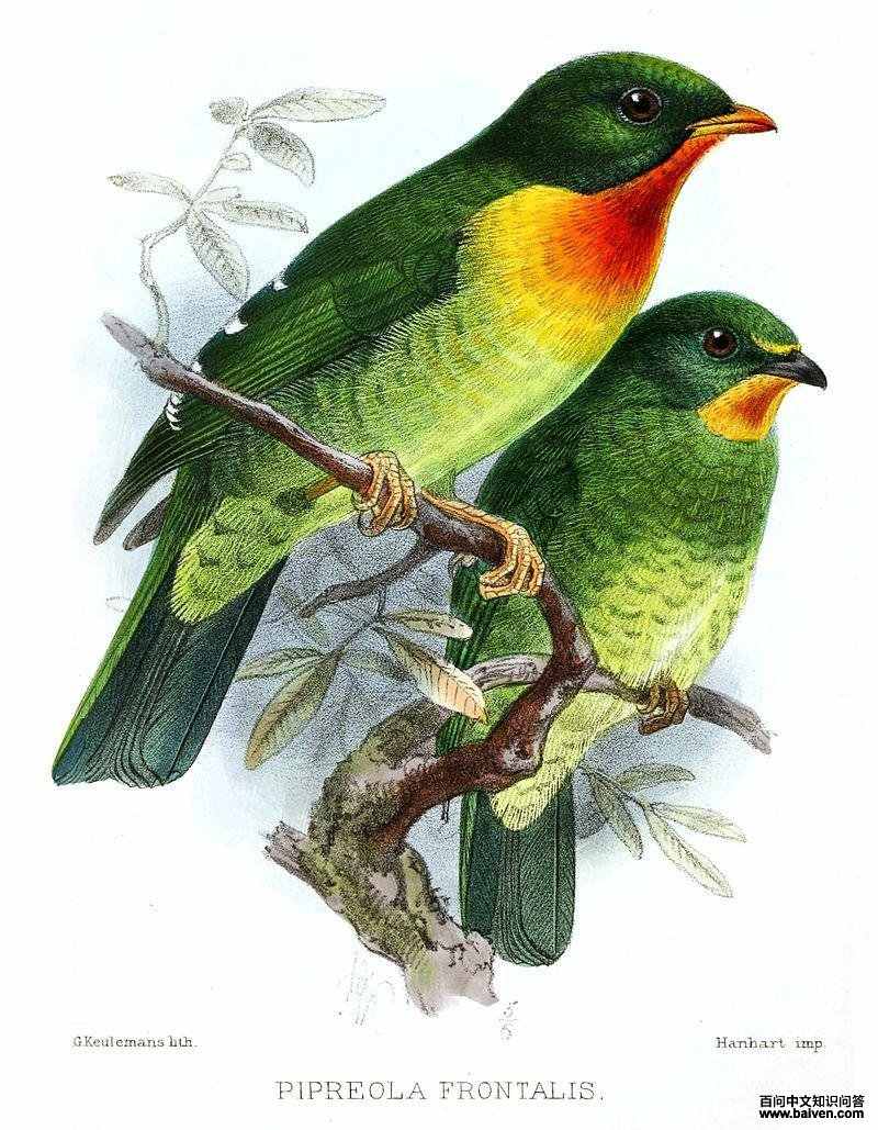 红胸食果伞鸟 红胸食果伞鸟的图片