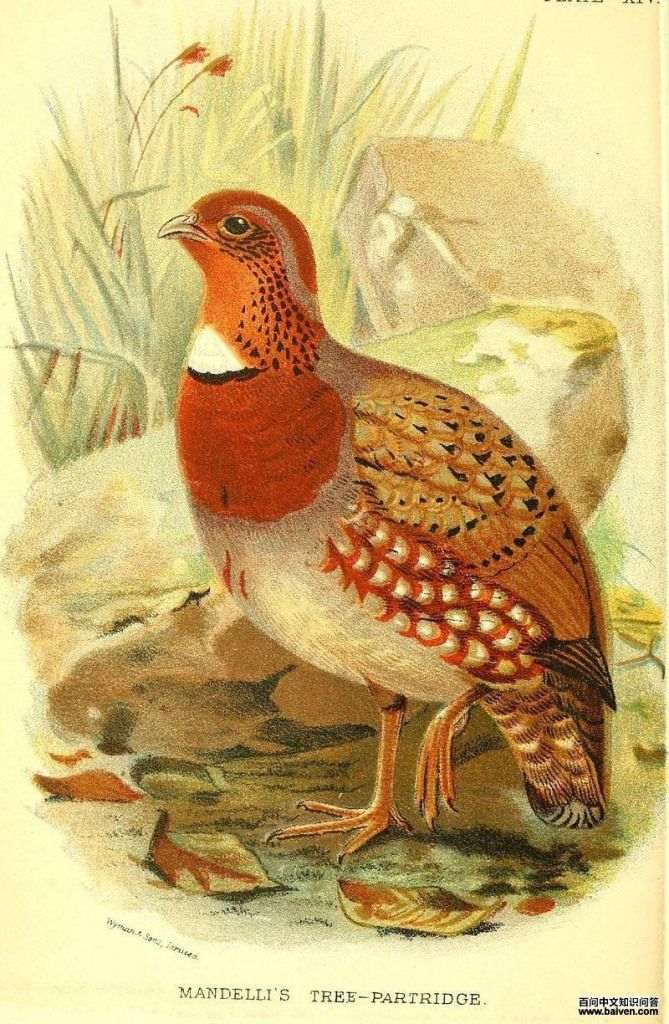 ����ɽ����ͼƬ