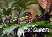 ����ʳ��ɡ��