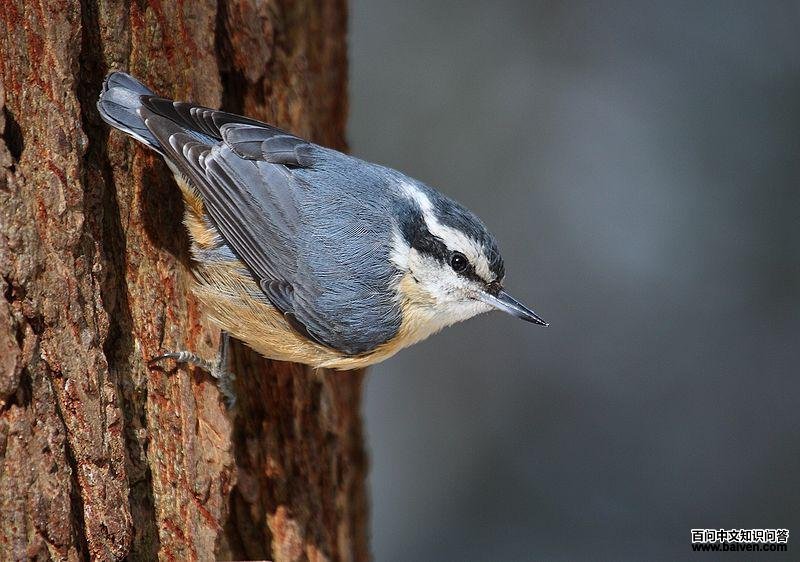 �����[��ͼƬ