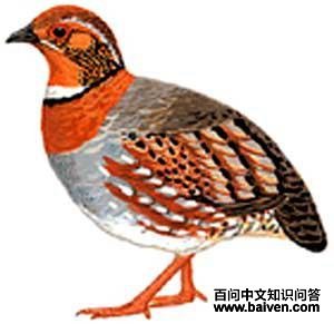 ����ɽ���