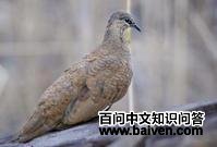 �׳�����ͼƬ