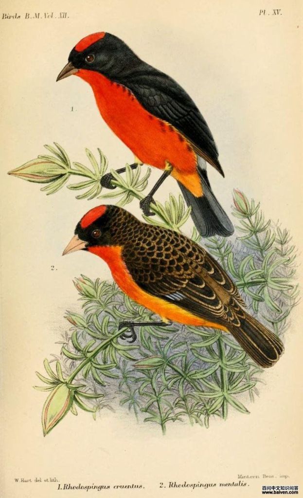 ����ȸ��ͼƬ